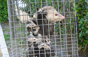 Saint Petersburg Wildlife Control