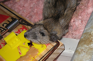 Saint Petersburg Wildlife Control